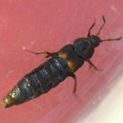 Aleochara tristis